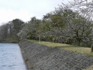 null null