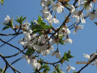 20150427-2015-4-27-8.JPG 20150427-2015-4-27-8.JPG
