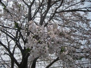 20120425-IMG_0662.JPG 20120425-IMG_0662.JPG