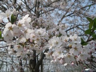20120425-IMG_0668.JPG 20120425-IMG_0668.JPG